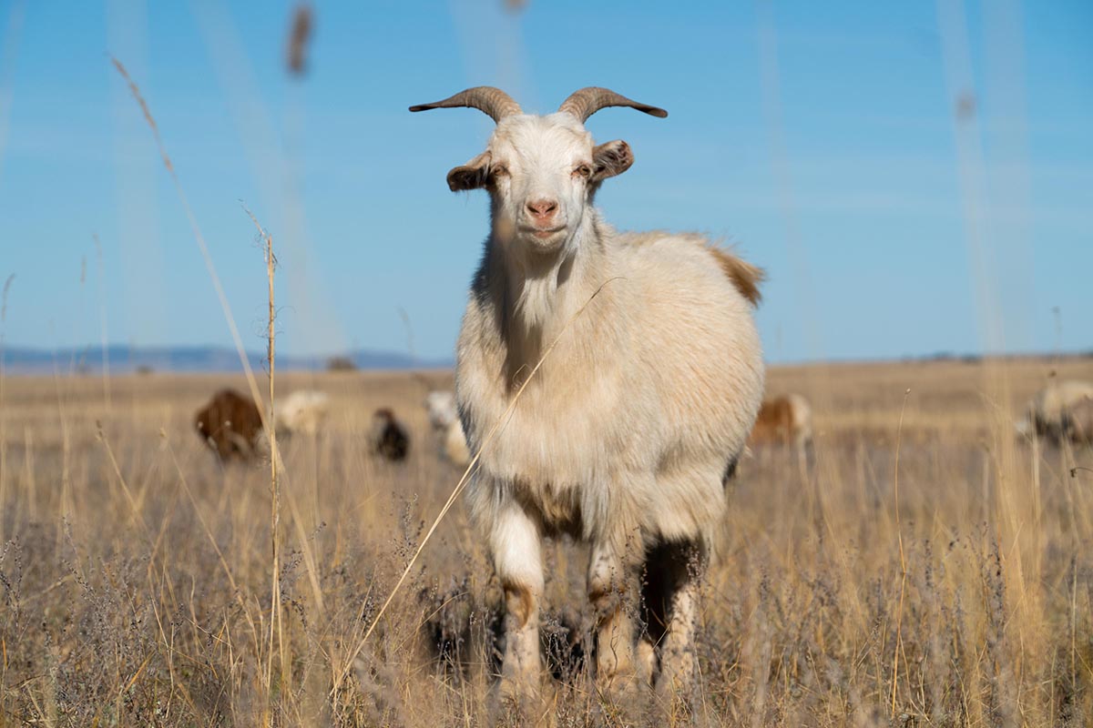Mongolian cashmere goat in a field