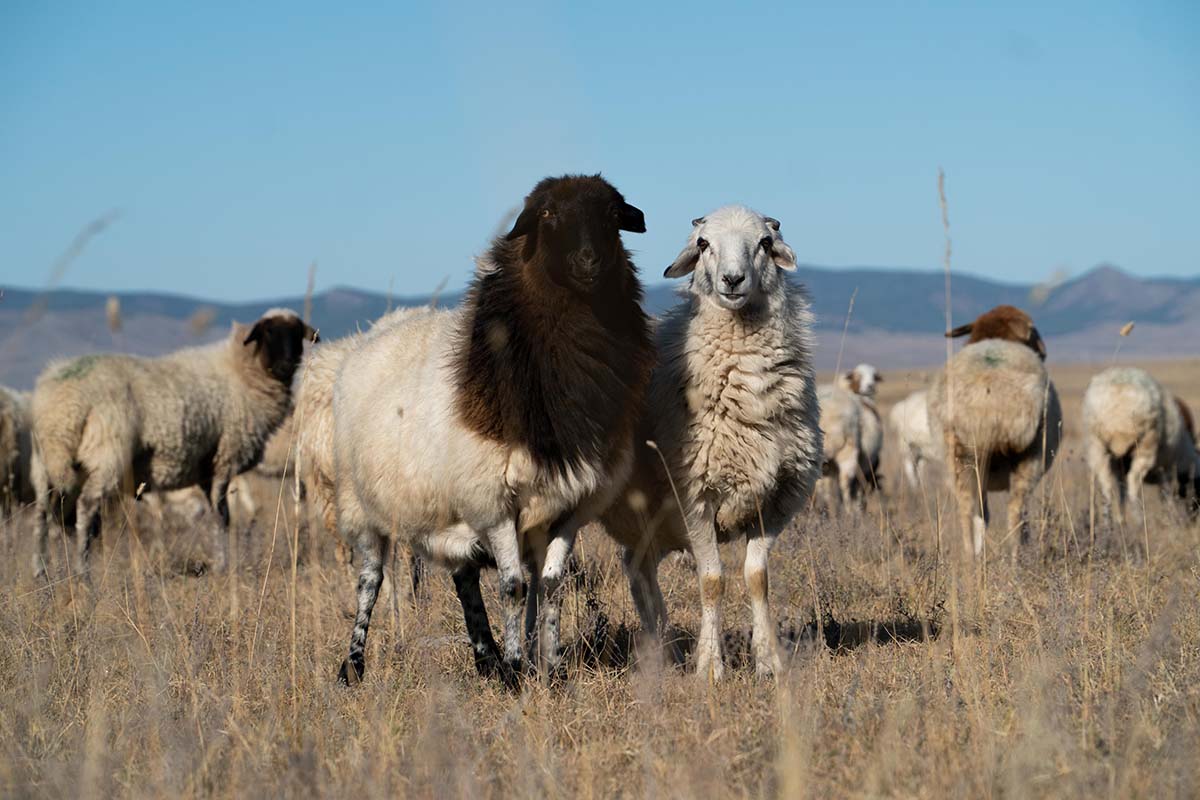 Mongolian Sheep Pair