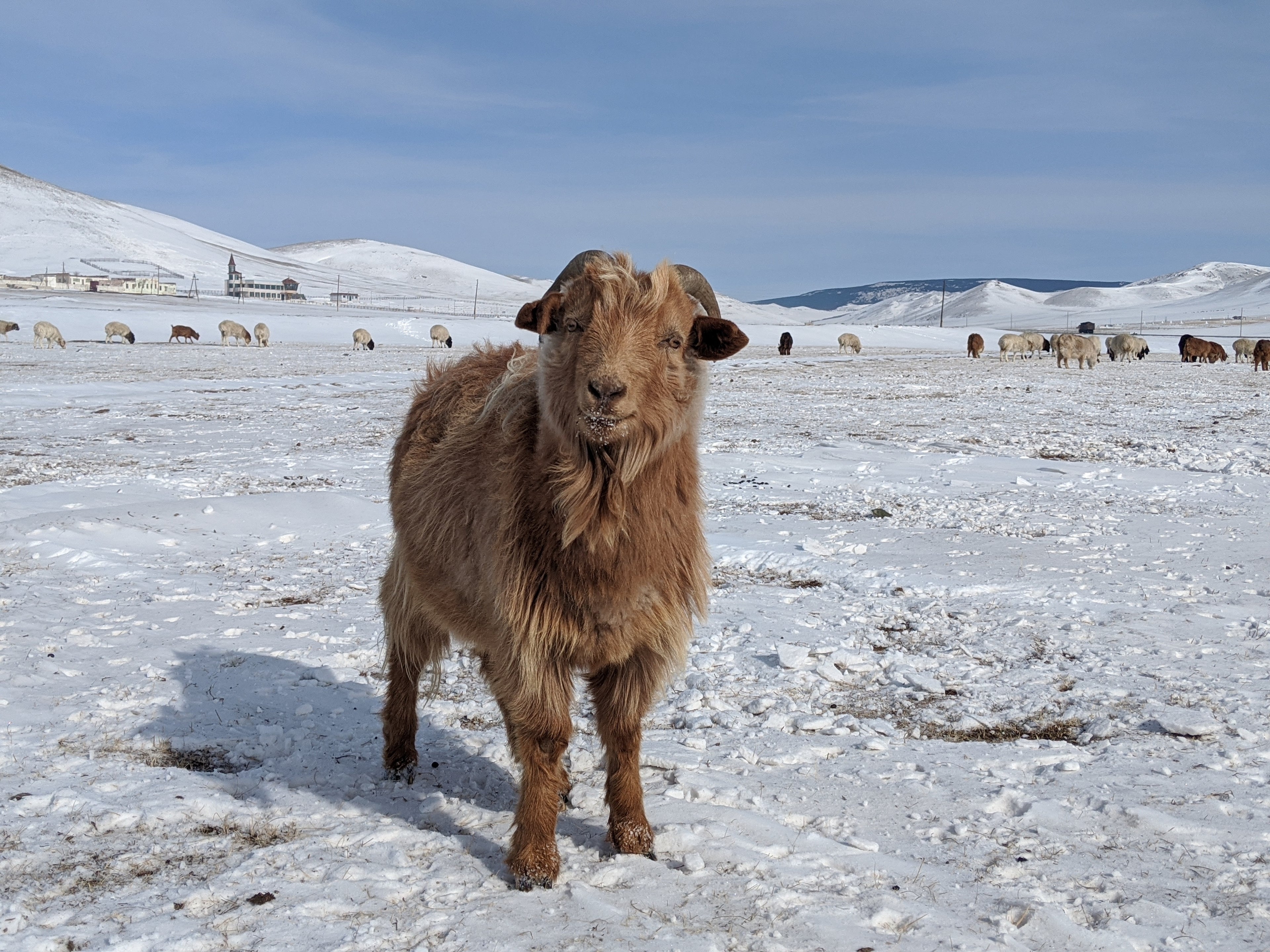 Mongolian cashmere goat in the winter