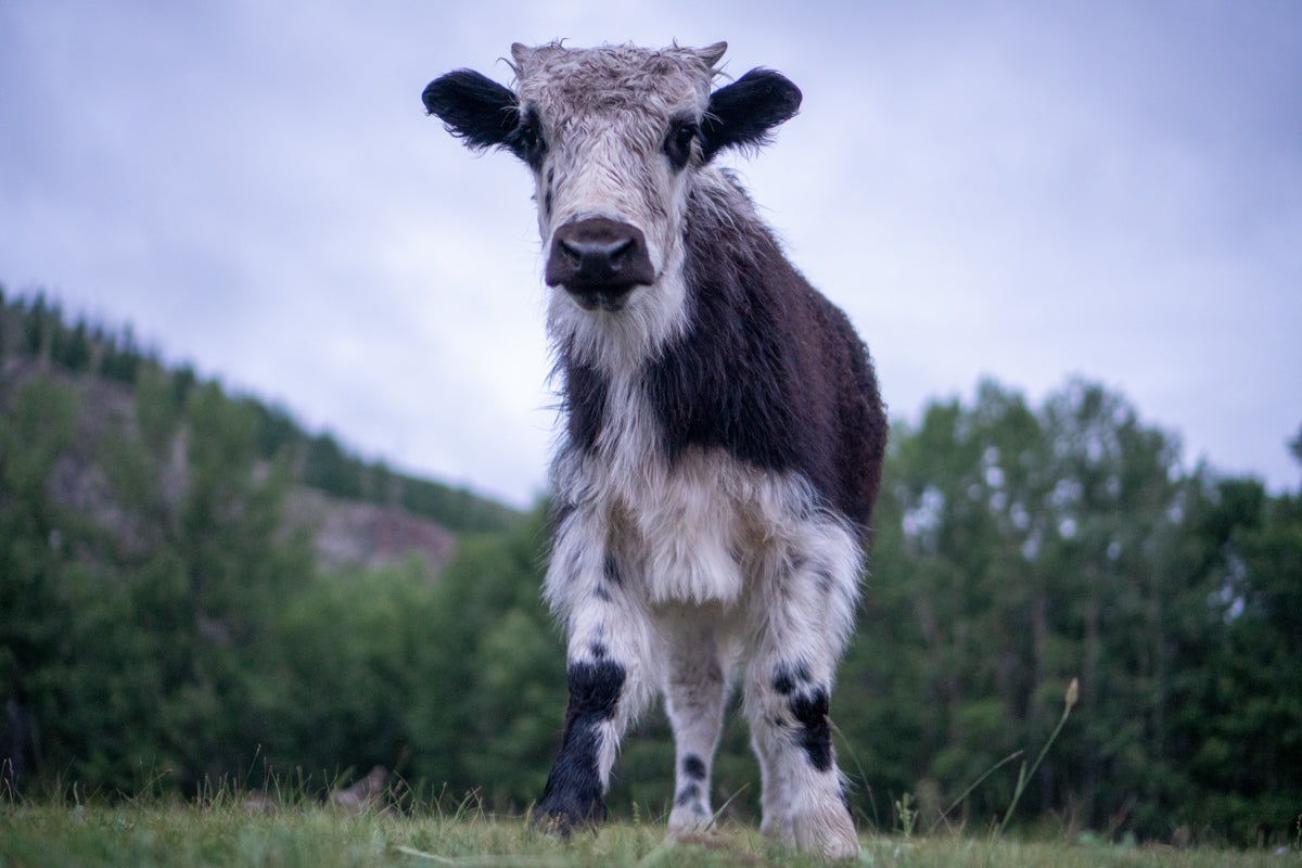 baby black and gray yak