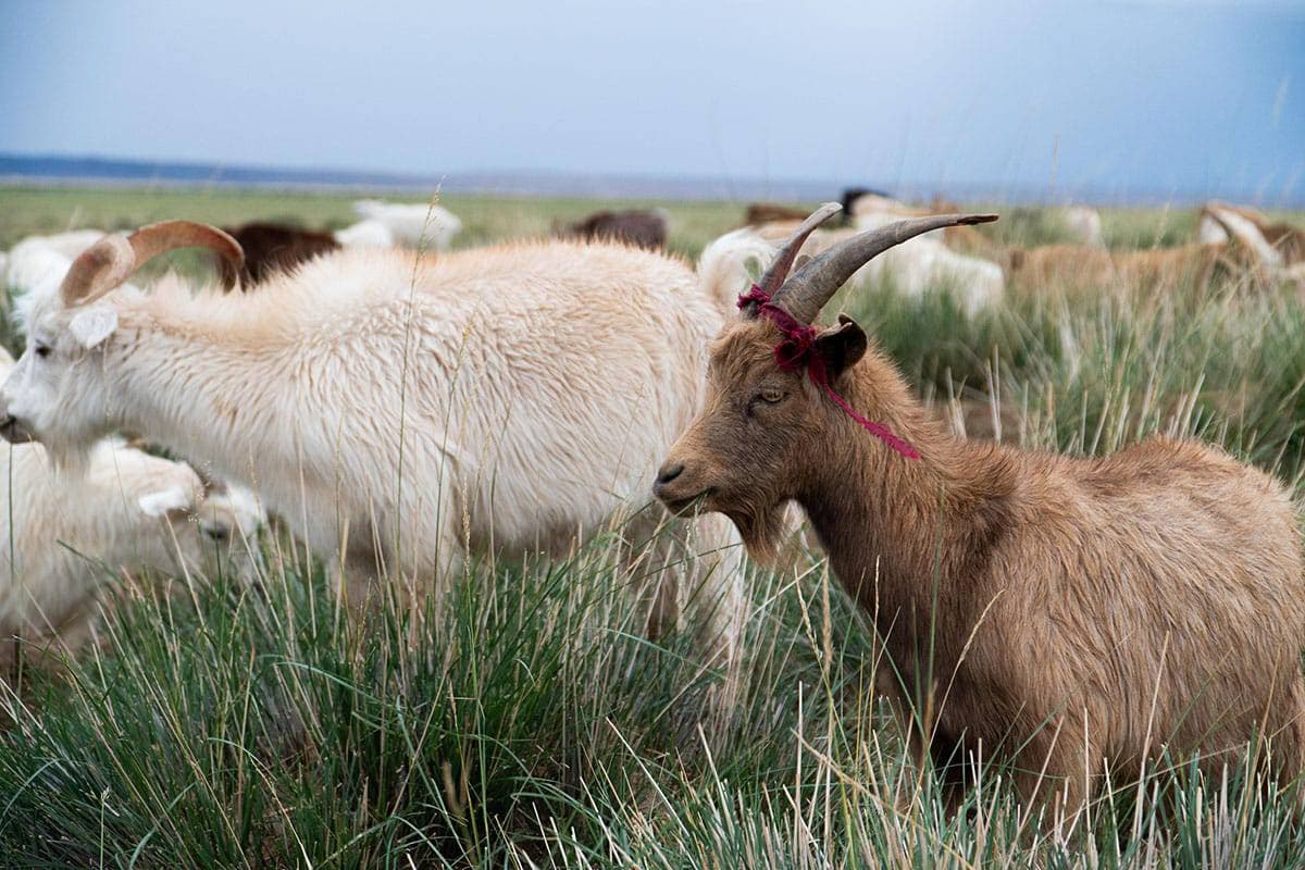 Mongolian cashmere goats grazing in the countryside