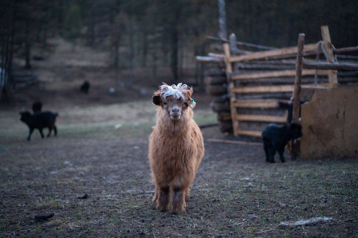 Mongolian cashmere goat on a ranch