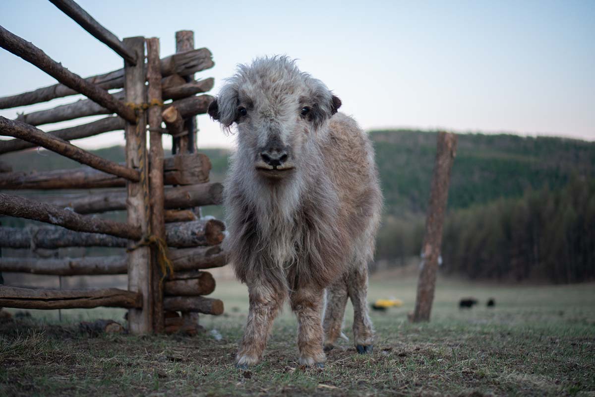 shy looking baby gray yak in the countryside