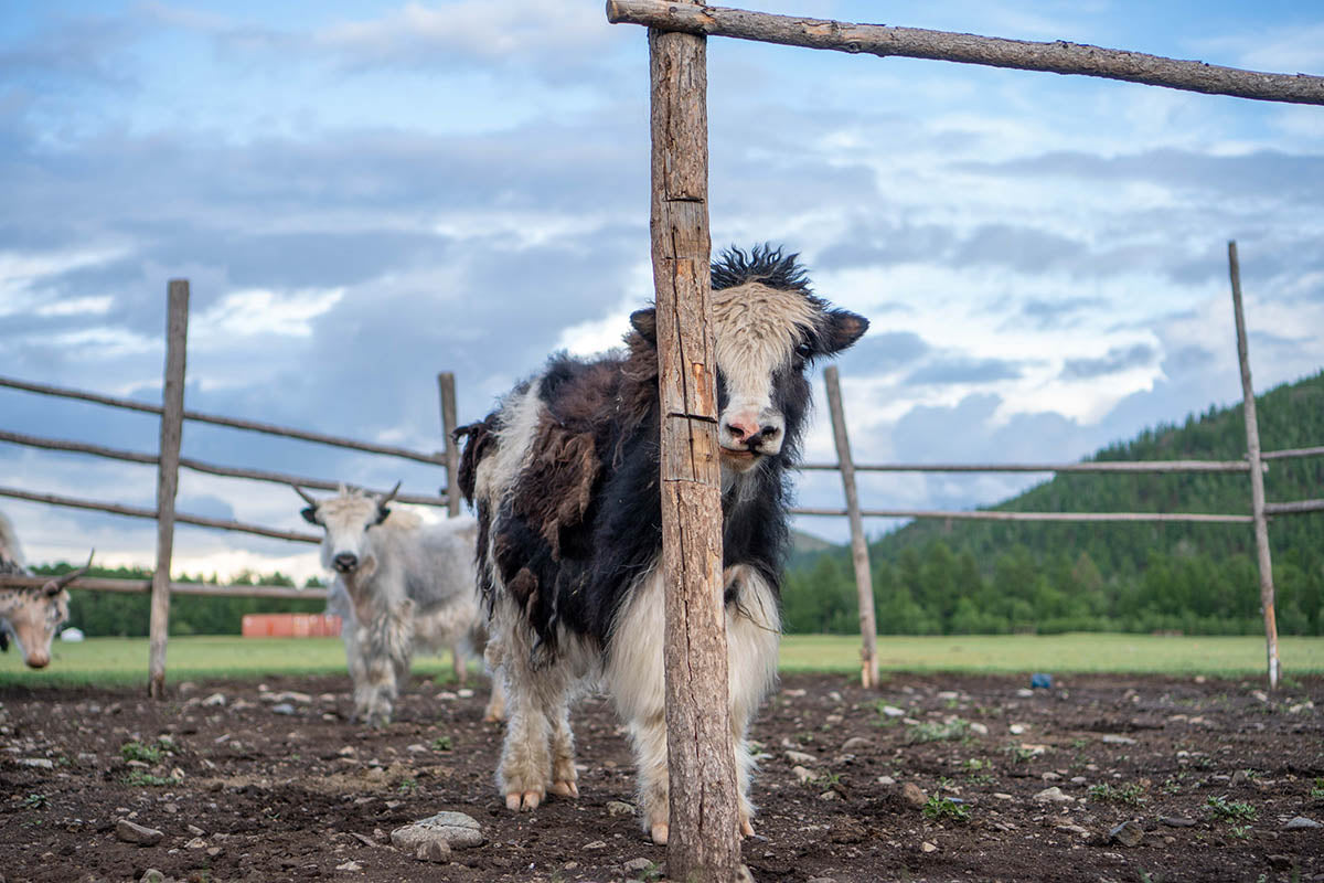 baby yak hiding behind post