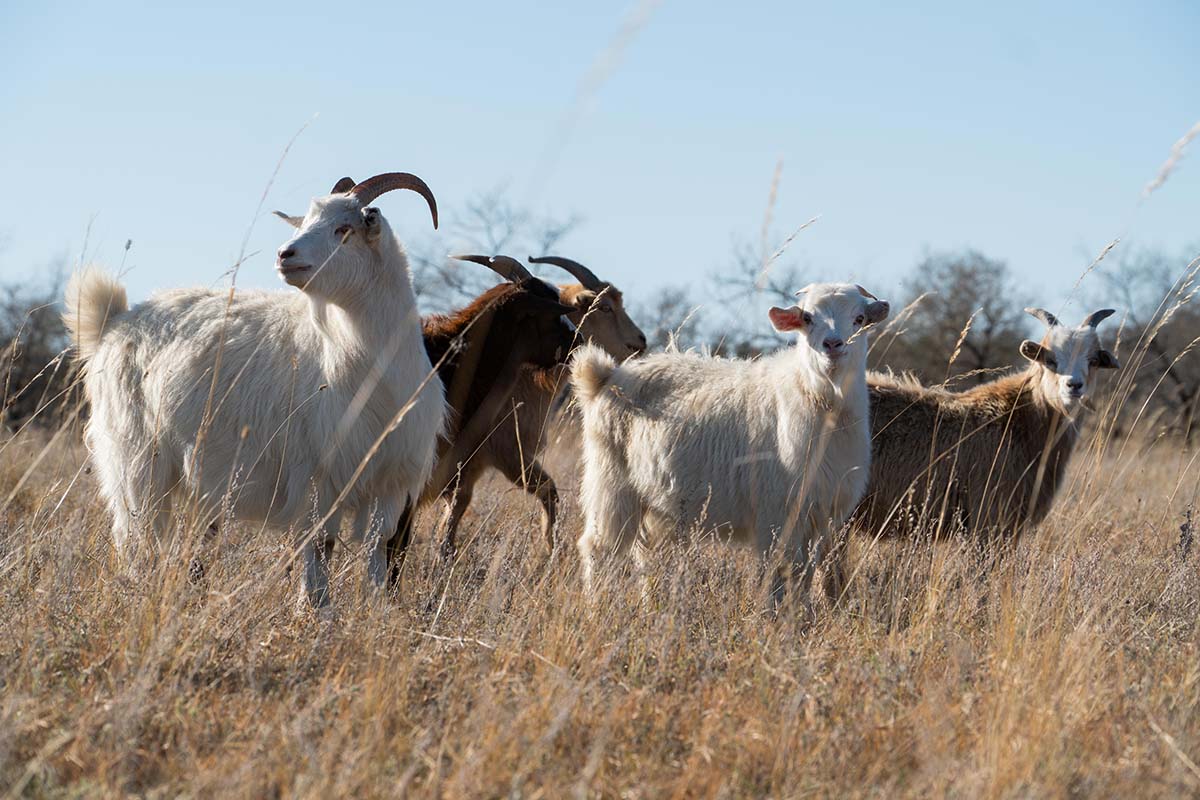group of four mongolian cashmere goats in a feild