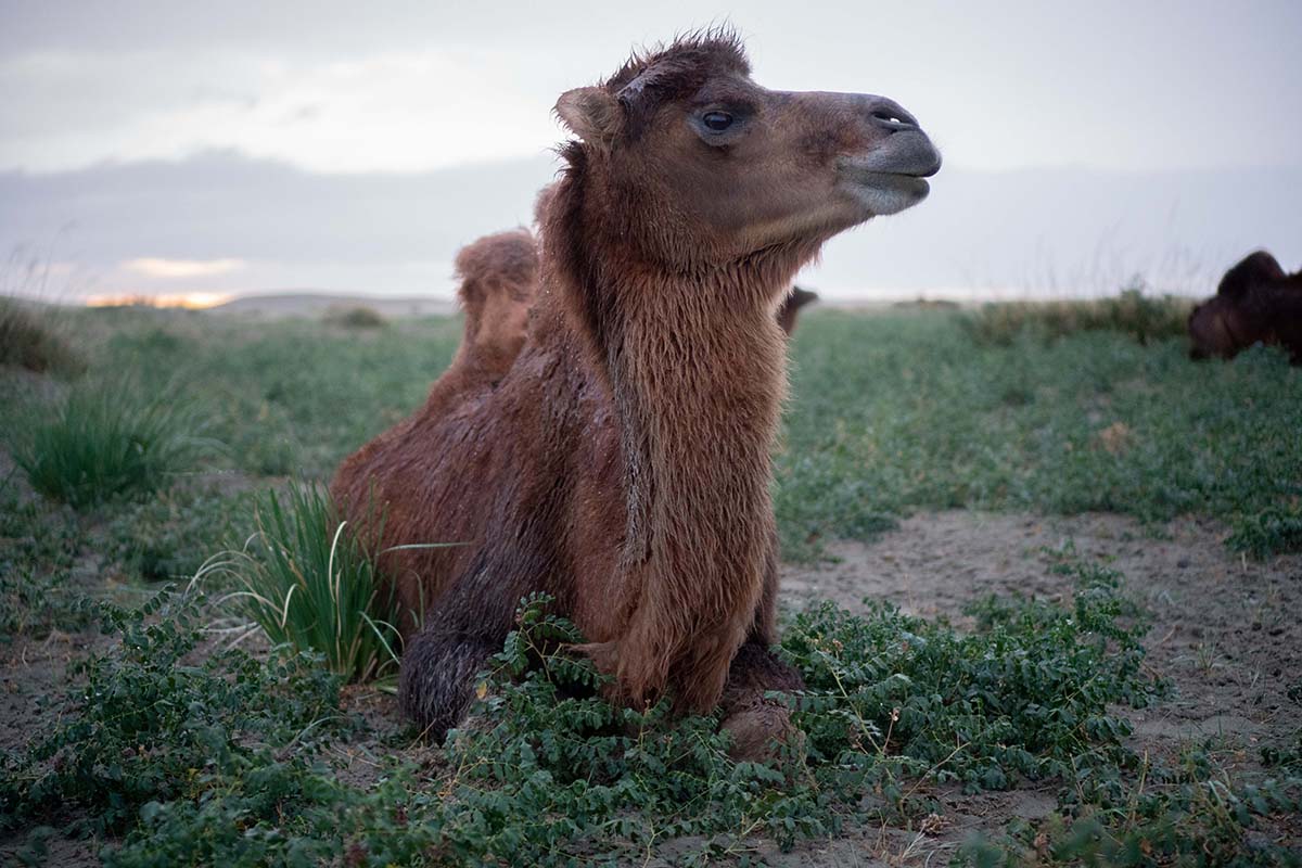 Picture of baby camel in the desert
