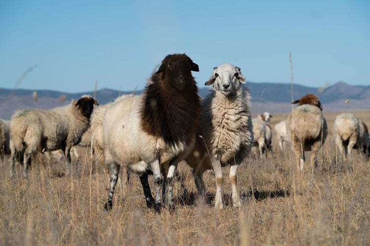 Mongolian Sheep Wool Knitting Yarn