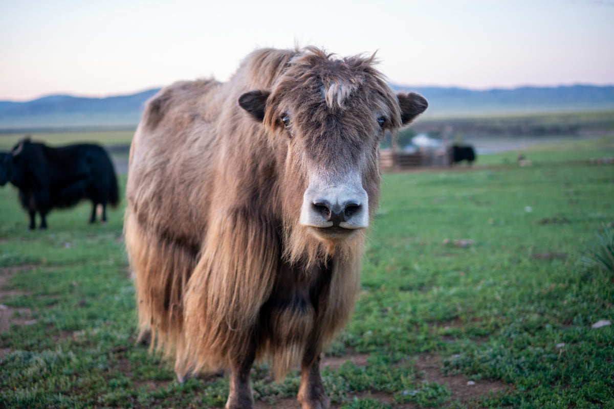 brown mongolian yak looking at the camera