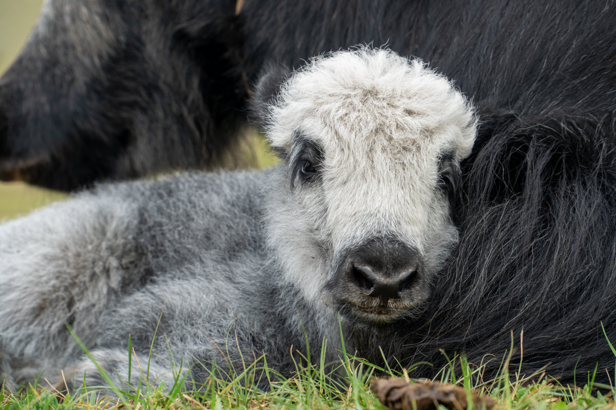 closeup of newly born baby yak with mom