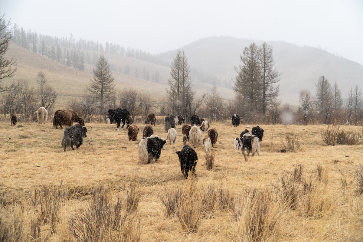 free range herd of yaks in the Mongolian countryside