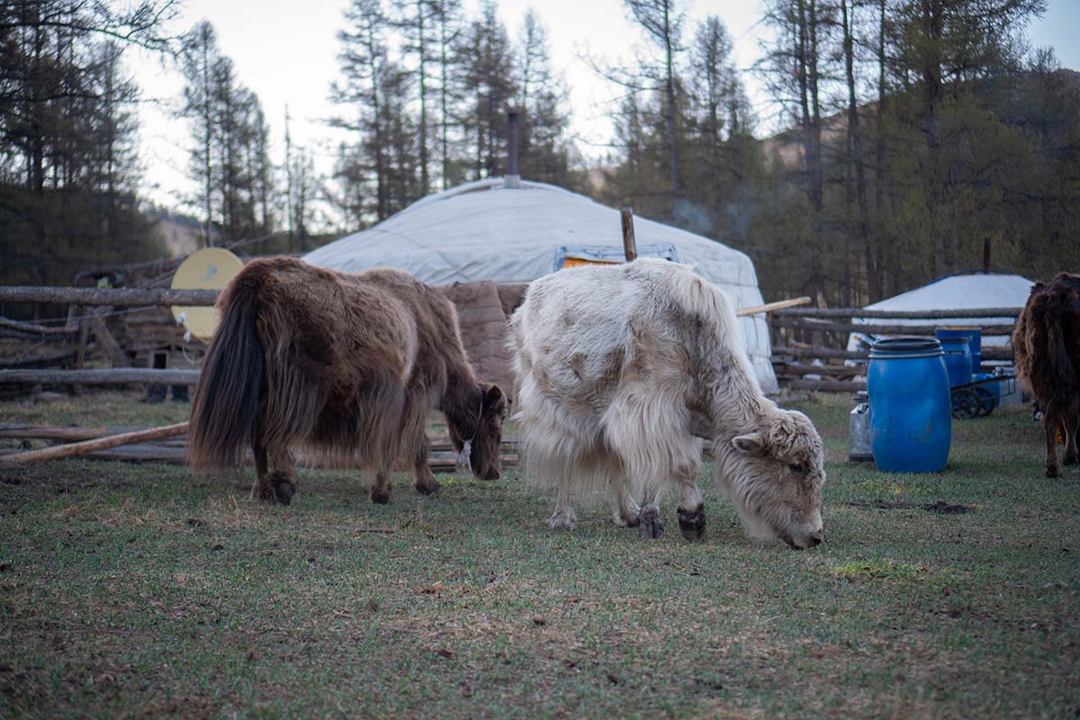 two yaks in Mongolian countryside