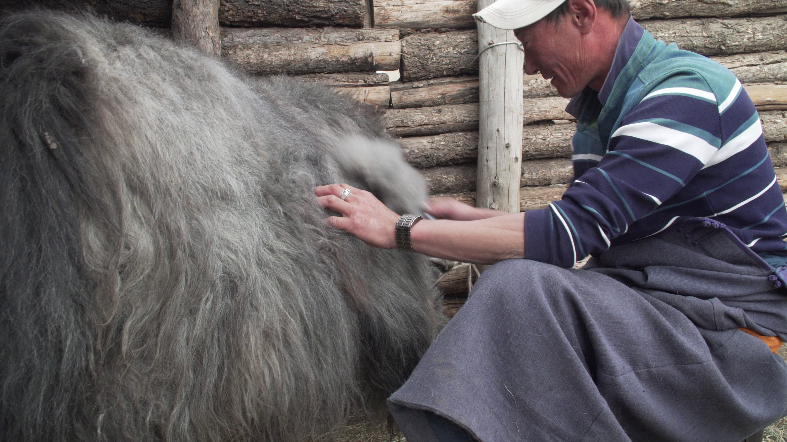 Herder brushing a yak